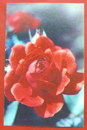 Роза " Метеор ". Чистая. 1983 года. Фото Матанова. 1429.