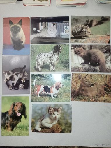 Открытки СССР с котами, собаками, с животными