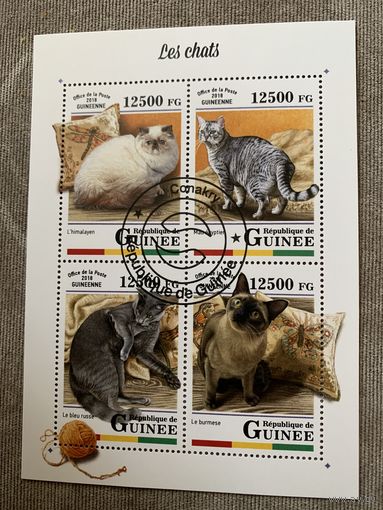 Гвинея 2018. Домашние кошки. Малый лист