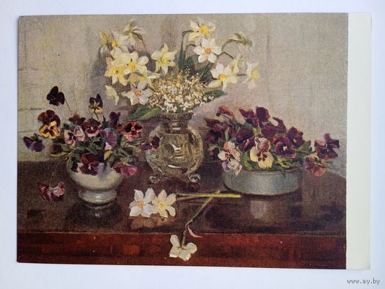 1955. цветы. Мясникова. Нарциссы и анютины глазки