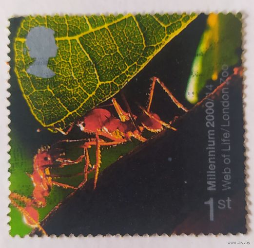 Великобритания 2000, муравьи