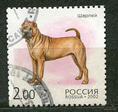 Собаки. Шарпей. Россия. 2002