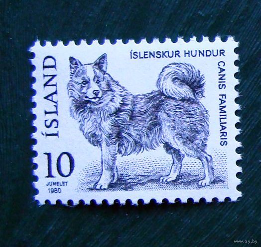 Исландия: 1м/с собака