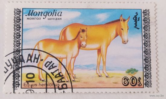 Монголия, лошади