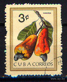 1963 Куба. Кешью