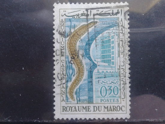Марокко, 1962, Средиземноморская мурена