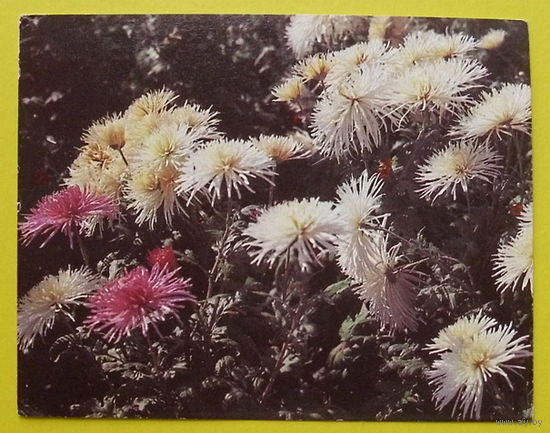 Хризантемы. Чистая. Мини. 1987 года.