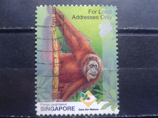 Сингапур, 2001. Детеныш орангутанга