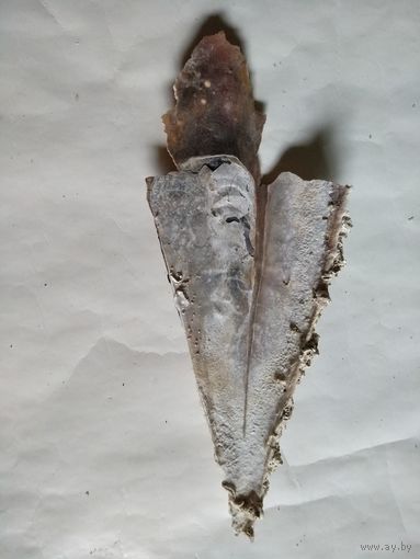 Ракушка моллюска Благородной Пинны,фрагмент одной створки.Длина 350мм.