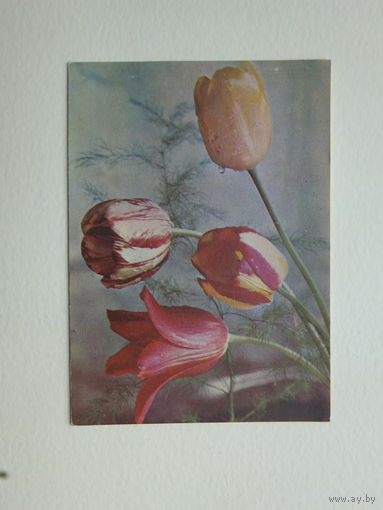 Открытка тюльпаны 1967    10х15  см