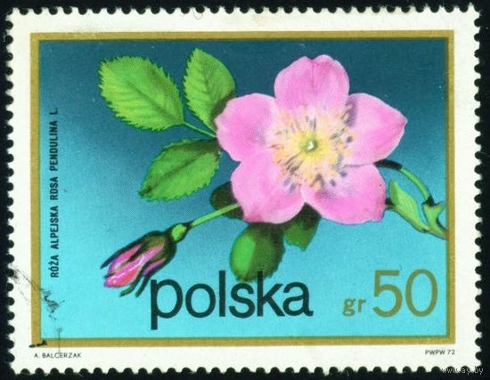 Цветы кустарников Польша 1972 год 1 марка