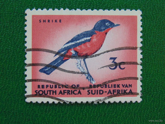ЮАР.  Птицы.