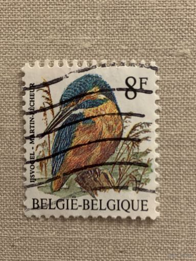 Бельгия. Фауна. Птицы