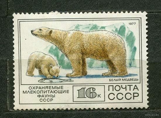 Фауна. Белый медведь. 1977. Чистая