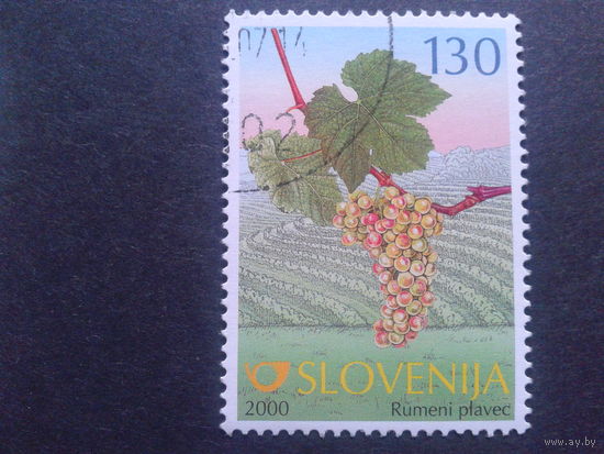 Словения 2000 виноград