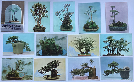 Набор открыток "Карликовые деревья Вьетнама" (Ж)