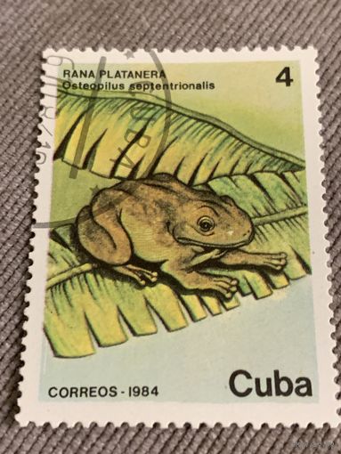 Куба 1984. Лягушки. Osteopilus septentrionalis. Марка из серии