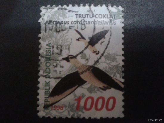 Индонезия 1998 птицы