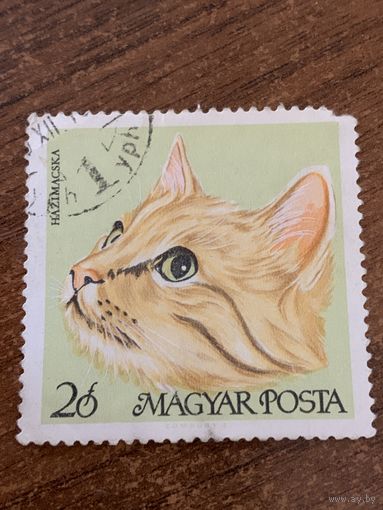 Венгрия 1968. Породы кошек. Hazimacska. Марка из серии