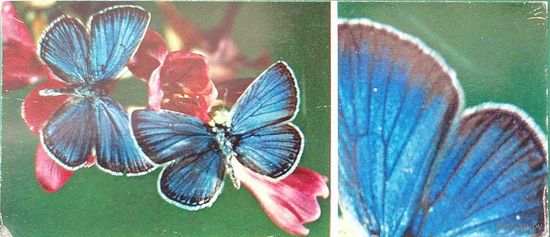 Бабочка Голубянка Лёви