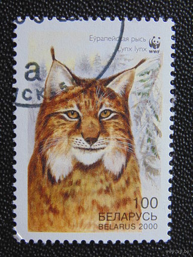 Беларусь 2000 г. Рысь.