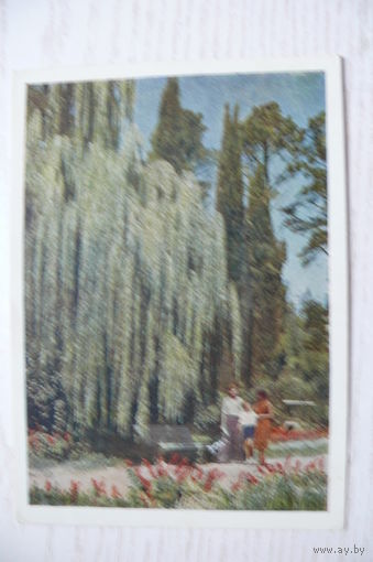 Трахман М.(фото), Сочи. В парке; 1956, чистая.
