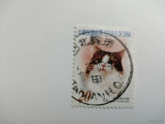 Китай. Коты