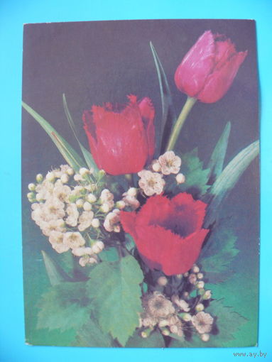 Фото Дергилева И., Тюльпаны, 1990, чистая.