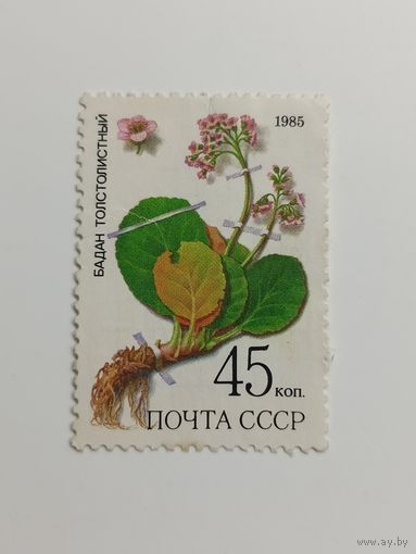 1985 СССР. Флора. Бадан толстолистный