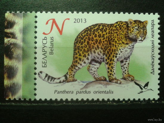 2013 Леопард**