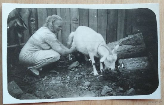 Фото сельского быта. Доение козы. 1949 г. 5.5х8.5 см