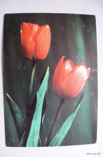 Тюльпаны; 1982, чистая (Болгария).