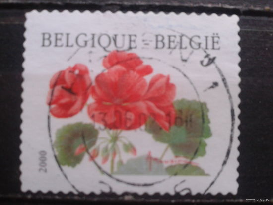 Бельгия 2000 Стандарт, пеларгония