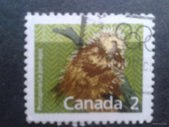 Канада 1988 стандарт, грызун