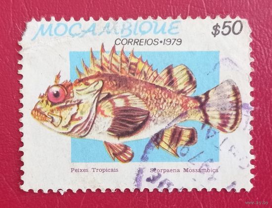 Мозамбик, 1979 г., рыбы