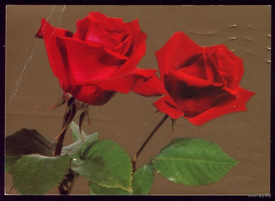Чехословакия Две красных розы
