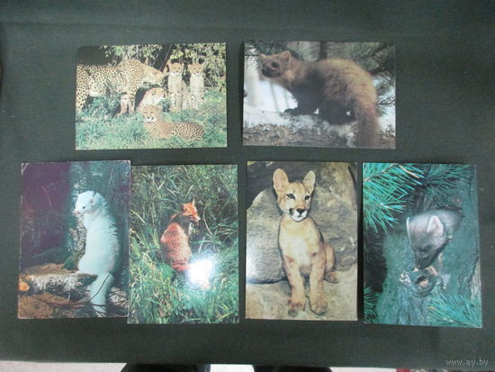 Подборка открыток Животные-1.