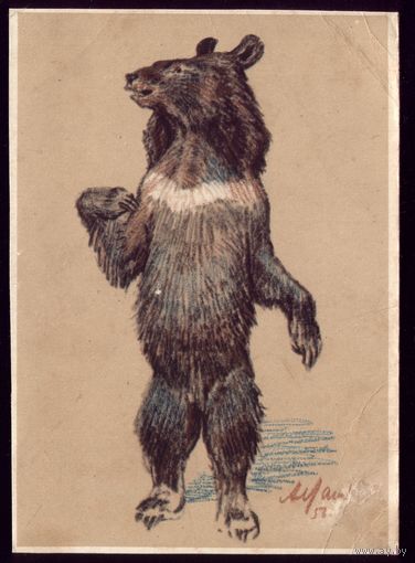 1956 год А.Лаптев Гималайский медведь