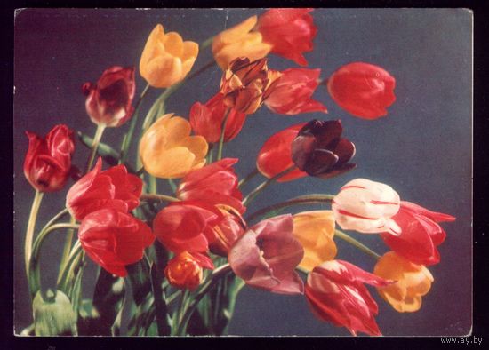 1973 год Ю.Левянт Тюльпаны