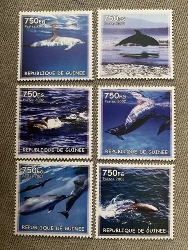 Гвинея 2002. Дельфины