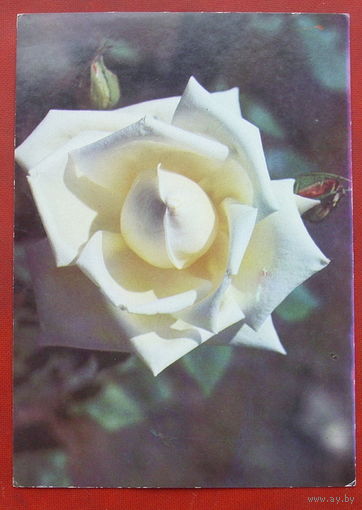 Роза "Заилийский Алатау". Чистая. 1983 года. Фото Матанова. 1083.