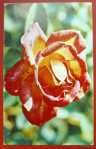 Роза " Пиккадилли ". Подписанная. 1973 года. 398.