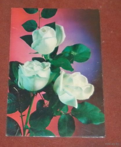 Открытка "Розы"" 1983г. чистая