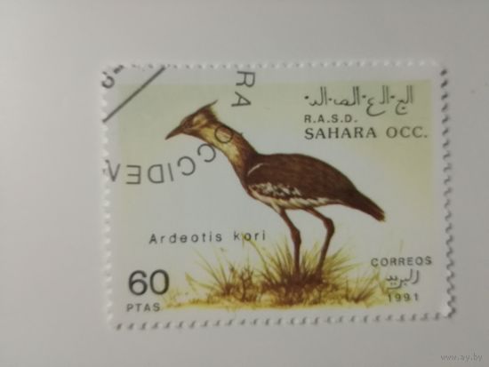 Сахара 1991. Дикие птицы