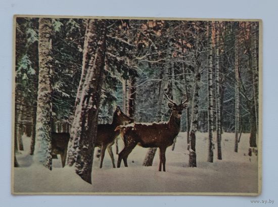 Почтовая карточка "Беловежская пуща. Зимний вечер".