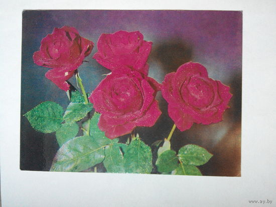 Балтрушайтис Б. Цветы. Розы. 1978 год. Открытка. Литовская ССР #0039-FL1P20