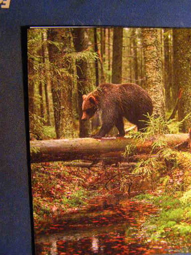 Художественные немаркированные карточки Флора и фауна Медведь Беларусь 2021