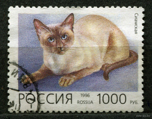 Сиамская кошка. Россия. 1996