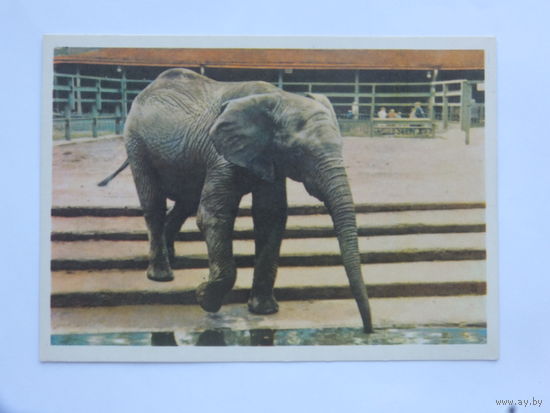 Мазелев Гринбаум  африканский слон  1965 10х15 см