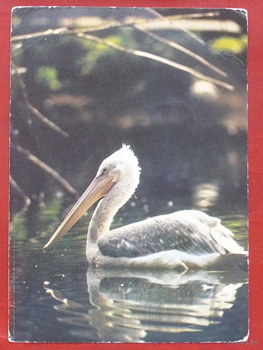 Пеликан кудрявый. Чистая. 1982 года. Фото Бавыкина. 1814.